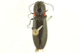 Image de <i>Liotrichus umbricola</i>