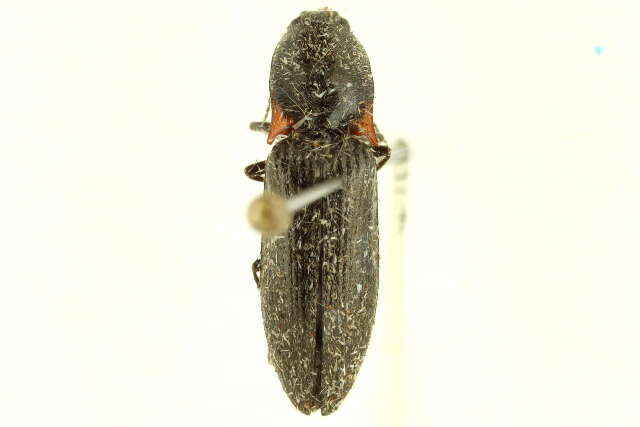 Image of <i>Liotrichus umbricola</i>