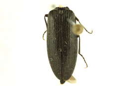 Image of <i>Liotrichus umbricola</i>