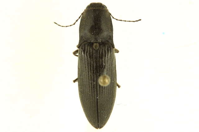 Image of <i>Liotrichus stricklandi</i>