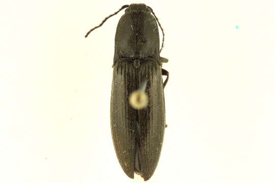 Image of <i>Liotrichus stricklandi</i>