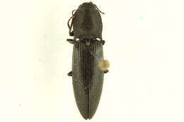 Image of <i>Liotrichus stricklandi</i>