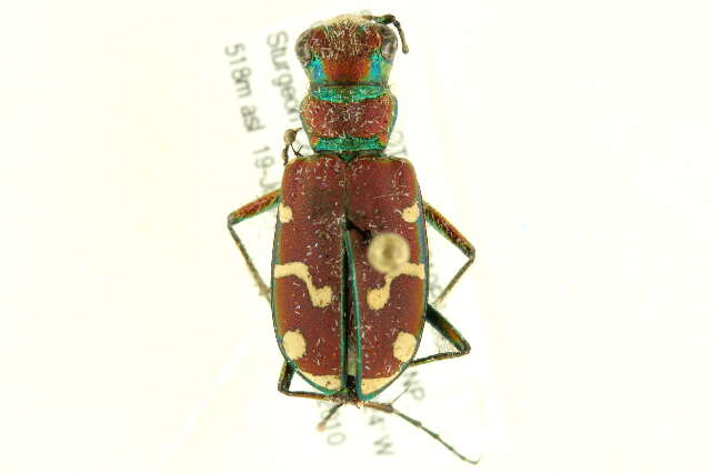 Image of Common Claybank Tiger Beetle