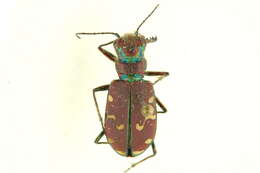 Image of Common Claybank Tiger Beetle