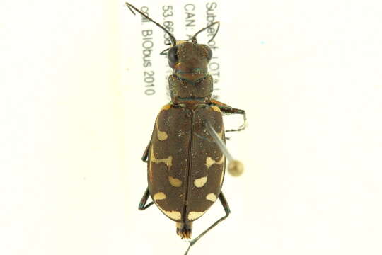 Plancia ëd Cicindela (Cicindela) oregona Le Conte 1856