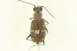 Plancia ëd Cicindela (Cicindela) oregona Le Conte 1856