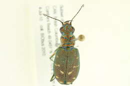 Plancia ëd Cicindela (Cicindela) oregona Le Conte 1856