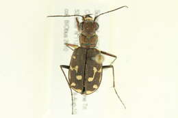 Image of Twelve-spotted Tiger Beetle