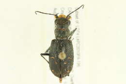 Image of Black-bellied tiger beetle