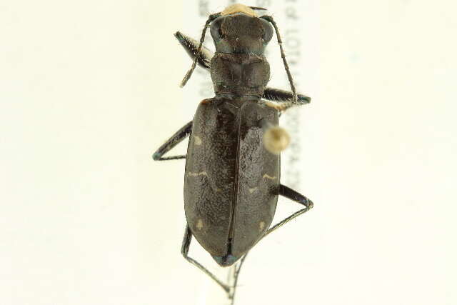 Image of Black-bellied tiger beetle