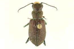 Image de Cicindela (Cicindela) nebraskana Casey 1909