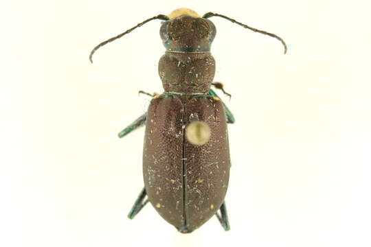 Image of Black-bellied tiger beetle