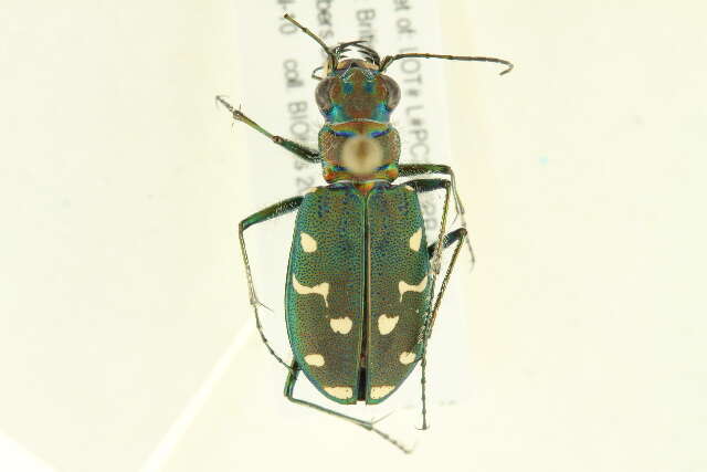 Plancia ëd Cicindela (Cicindela) oregona Le Conte 1856