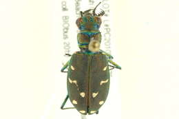 Plancia ëd Cicindela (Cicindela) oregona Le Conte 1856