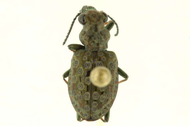 Image of Elaphrus (Elaphrus) lecontei Crotch 1876