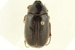 Image of Phyllophaga (Phyllophaga) drakii (Kirby 1837)
