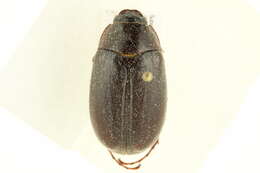 Image of Phyllophaga (Phyllophaga) drakii (Kirby 1837)