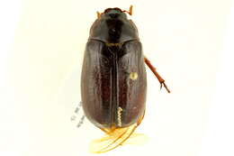 Image of Phyllophaga (Phyllophaga) anxia (Le Conte 1850)