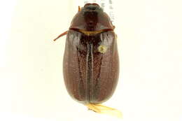 Image of Phyllophaga (Phyllophaga) anxia (Le Conte 1850)