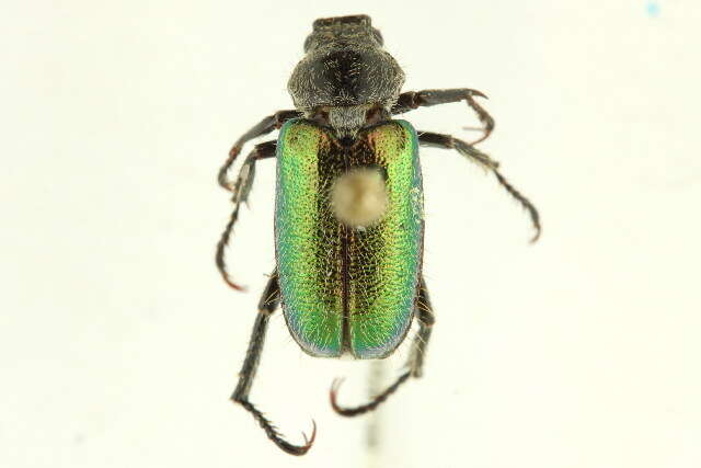 Imagem de <i>Dichelonyx backii</i>