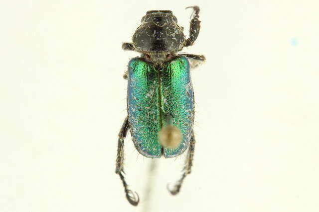 Imagem de <i>Dichelonyx backii</i>