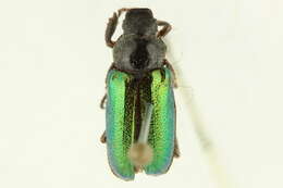 Imagem de <i>Dichelonyx backii</i>