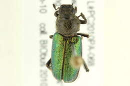 Imagem de <i>Dichelonyx backii</i>