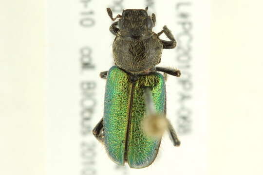 Image of <i>Dichelonyx backii</i>