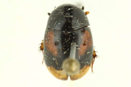 Image of Dung beetle