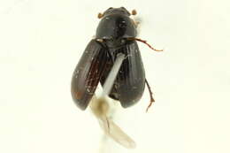 Imagem de Agoliinus piceatus (Robinson 1946)