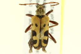 Image of Evodinus monticola (Randall 1838)