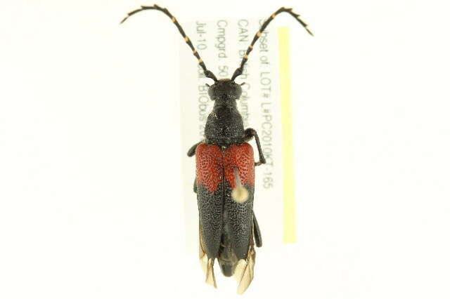 Image of Red-shouldered Pine Borer