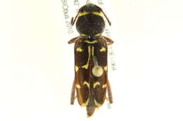 Image of Xylotrechus undulatus (Say 1824)
