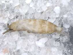 Image of Tomoceroidea