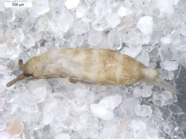 Image of Tomoceroidea