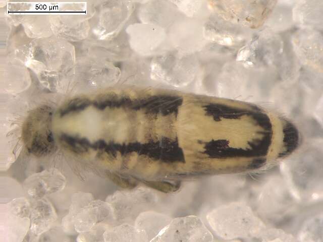 Image of Entomobrya gisini Christiansen & K 1958