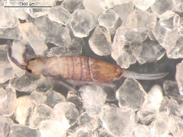 Image de Entomobrya marginata