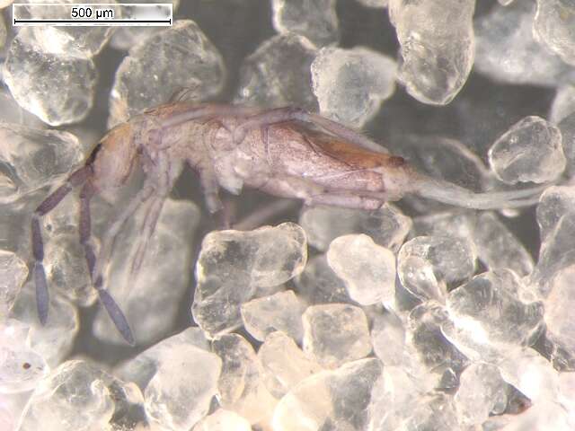 Image de Entomobrya marginata