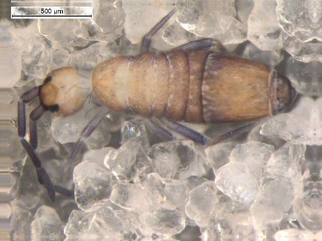 Image de Entomobrya marginata