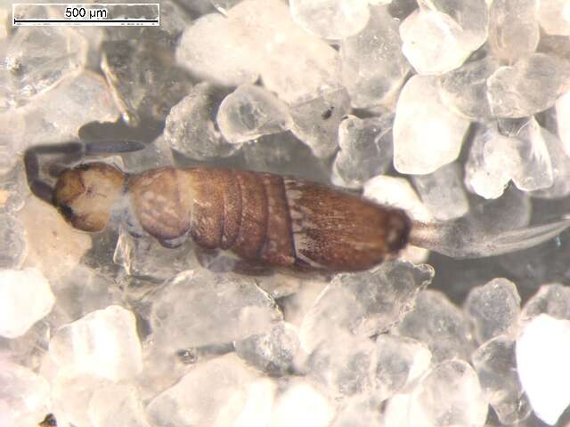 Image de Entomobrya marginata