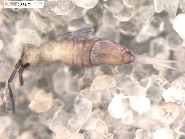 Image de Entomobrya marginata