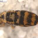 Image of Entomobryinae