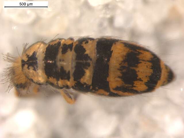 Image of Entomobryinae