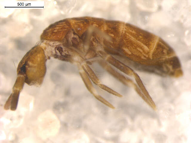 Image of Tomocerinae