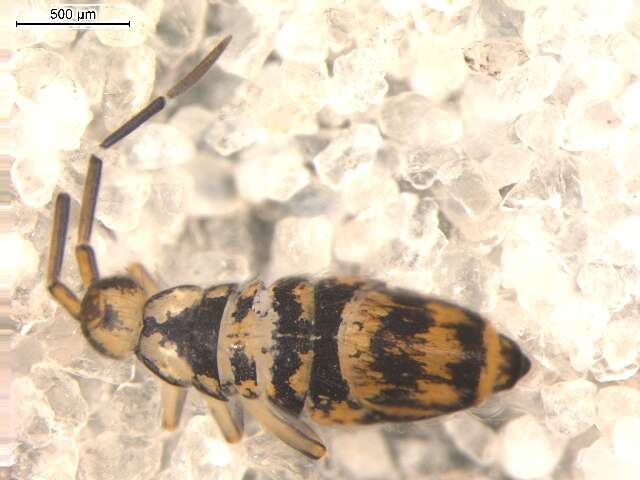 Image of Entomobryinae
