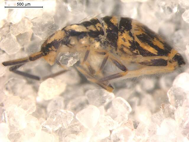 Image of Entomobryinae