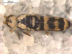 Image de Entomobryinae