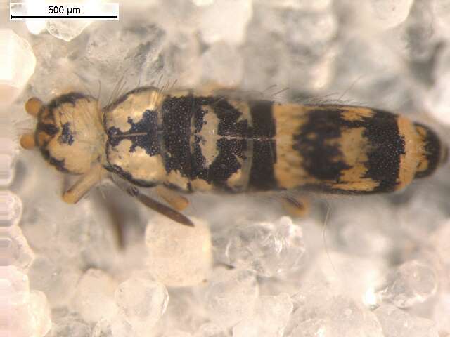 Image of Entomobryinae