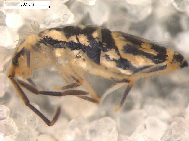 Image de Entomobryinae