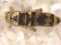 Image of Entomobryinae